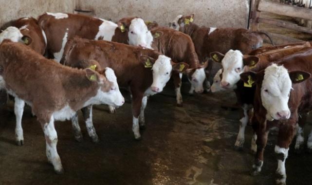 Bitlis'te şarbon hastalığı tespit edildi