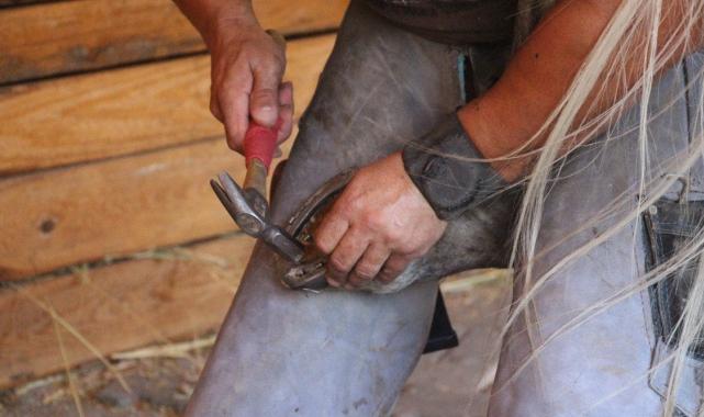 Bolu'da öğretim görevlisi boş vakitlerinde nalbantlık yapıyor
