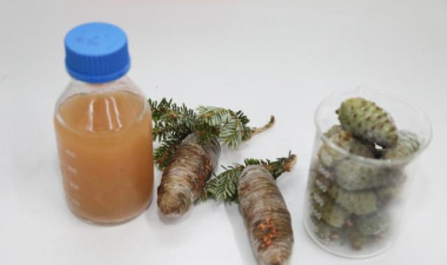 BTÜ’lü akademisyenler kozalak şuruplarının içeriğini araştıracak 