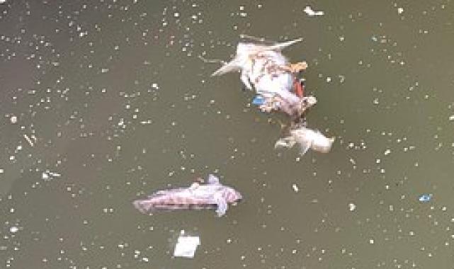 Cemil Tugay: İzmir Körfezi'ndeki kirlilik 1 sene içinde hallolacak