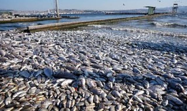 Cemil Tugay: İzmir Körfezi'ndeki kirlilik 1 sene içinde hallolacak