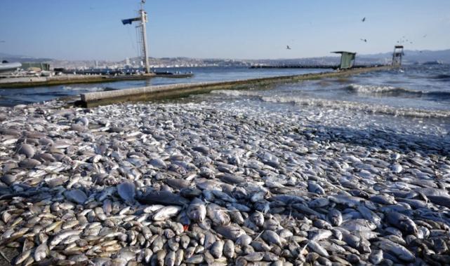 Cemil Tugay: İzmir Körfezi'ndeki kirlilik 1 sene içinde hallolacak