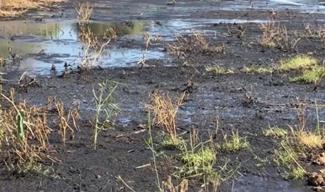 CHP Manisa Milletvekilinden 'balık ölümleri' açıklaması: Gediz bitmiş durumda