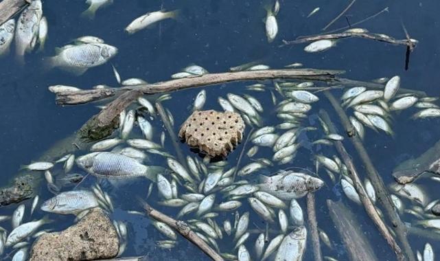 CHP Manisa Milletvekilinden 'balık ölümleri' açıklaması: Gediz bitmiş durumda