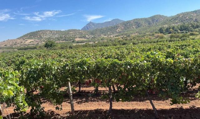 Denizli'de hırsızlar 100 bin liralık üzüm çaldı