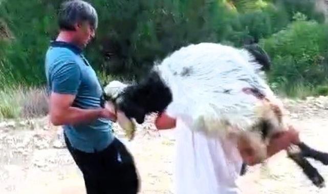 Denizli'de keçilerini kurşunladılar: Resmen katliam yapmışlar