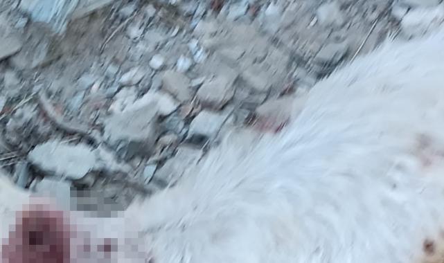 Denizli'de keçilerini kurşunladılar: Resmen katliam yapmışlar