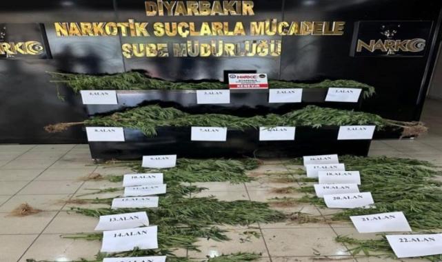 Diyarbakır'da 140 milyon TL değerinde Hint keneviri imha edildi