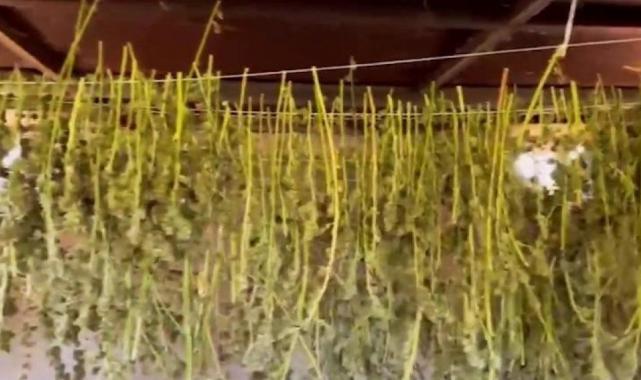 Diyarbakır'da 140 milyon TL değerinde Hint keneviri imha edildi