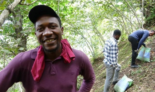 Giresun'da Afrikalı üniversite öğrencileri harçlıklarını fındıktan çıkartıyor