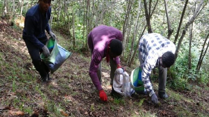 Giresun'da Afrikalı üniversite öğrencileri harçlıklarını fındıktan çıkartıyor