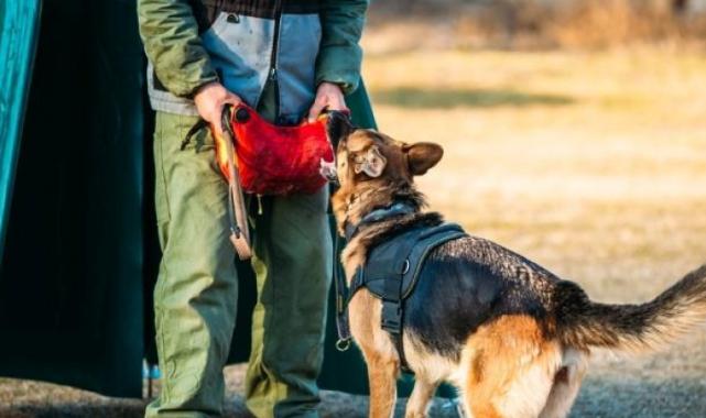 Hangi köpek ırklarından patlayıcı madde uzmanı çıkıyor?