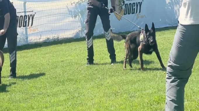 Hangi köpek ırklarından patlayıcı madde uzmanı çıkıyor?