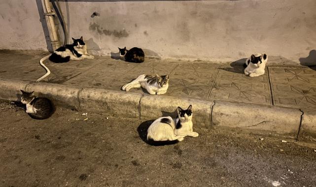 Hatay'da koli bandına sıkışan kedi, yardım eden itfaiyeden kaçtı