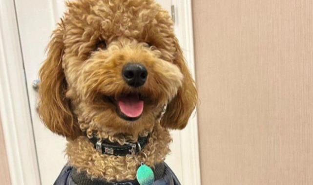 İstanbul'da kangal dehşeti: Sahipli köpeği parçaladı