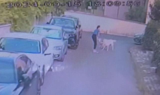 İstanbul'da kangal dehşeti: Sahipli köpeği parçaladı