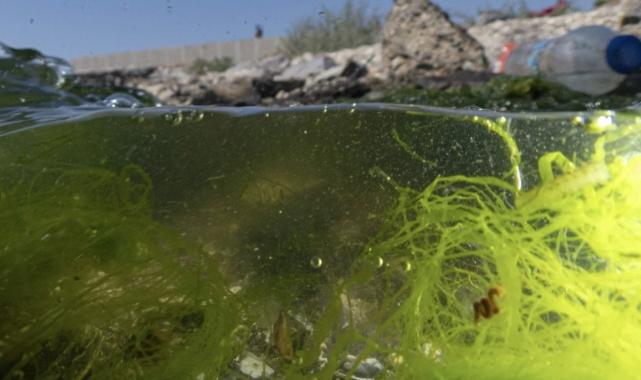 İzmir Körfezi Bilim Kurulu bugün Murat Kurum başkanlığında toplanacak