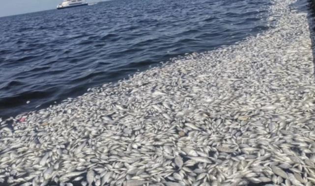 İzmir Körfezi için acil eylem planı: İlk toplantı 17 Eylül'de