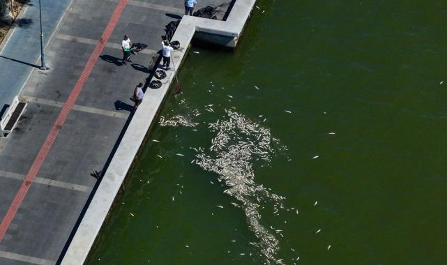 İzmir Körfezi'nde balık ölümleri: Kirli su 10 yıl boyunca denize deşarj edildi