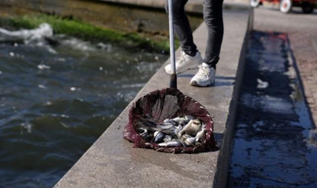 İzmir Körfezi'nde ne oluyor?