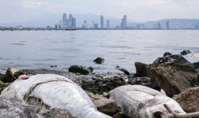 İzmir Körfezi'nde ne oluyor?