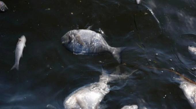 İzmir Körfezi&#039;nde ne oluyor?