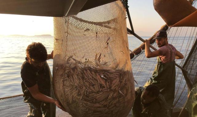 İzmir Körfezi'ndeki kirlilik balık satışını vurdu