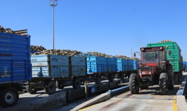Konya'da pancar alımları başladı... Bu yıl verim iyi!
