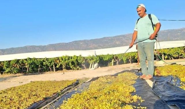 Manisa'da üzüm üreticilerinin gözü kulağı meteorolojide