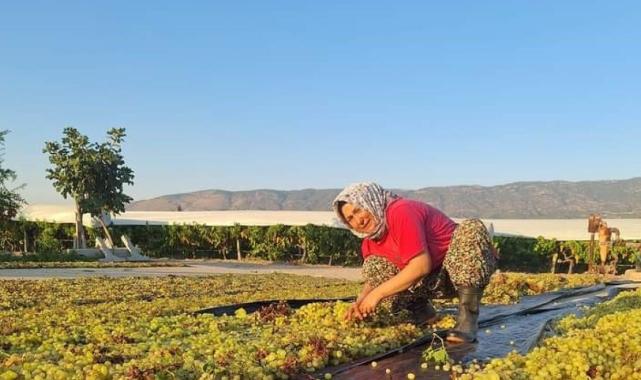Manisa'da üzüm üreticilerinin gözü kulağı meteorolojide