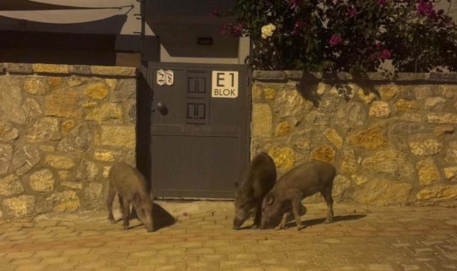 Muğla'da aç kalan domuzlar görüntülendi
