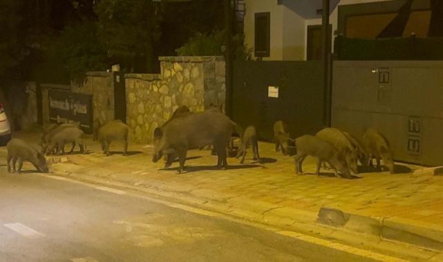 Muğla'da aç kalan domuzlar görüntülendi