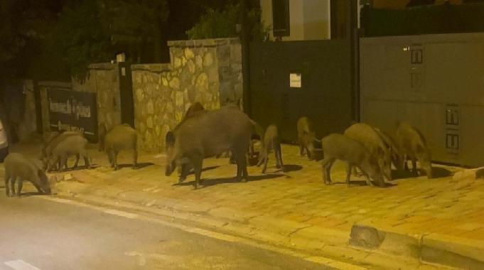 Muğla&#039;da aç kalan domuzlar görüntülendi