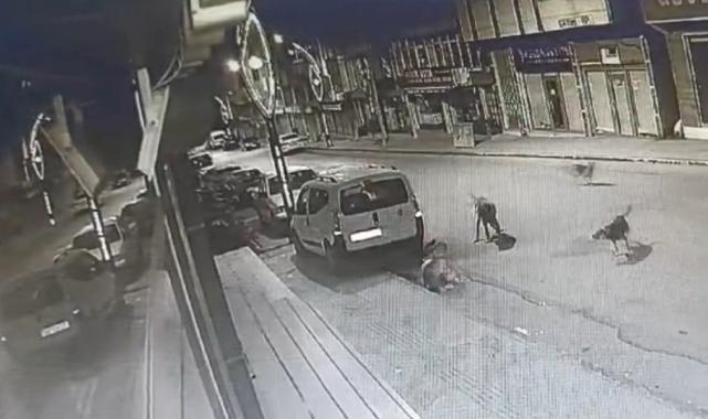 Ordu'da sokak köpekleri yoldan geçen adama saldırdı