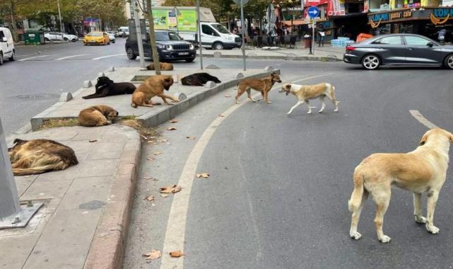 Ordu'da sokak köpekleri yoldan geçen adama saldırdı