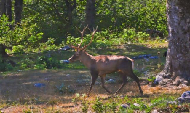 Ormanya’da üretilen Kızıl Geyikler doğaya salınacak