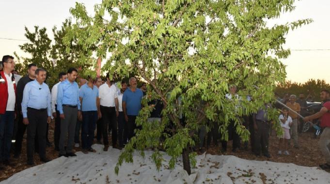 Şanlıurfa’da badem hasadındaki artış çiftçiyi memnun etti