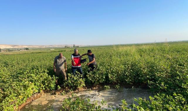 Şanlıurfa'da Harran Ovası'nda oluşan dev obruklar çiftçileri korkutuyor