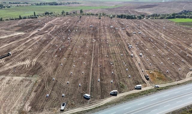 Sivas'ta uçsuz bucaksız arazide yüzlerce işçi ile patates hasadı başladı