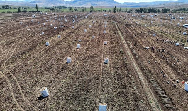 Sivas'ta uçsuz bucaksız arazide yüzlerce işçi ile patates hasadı başladı