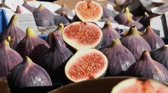 Siyah incir Bursa’nın gözbebeği