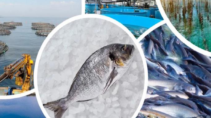 Su ürünleri yetiştiriciliği desteklenecek... Verilecek ödemeler belli oldu