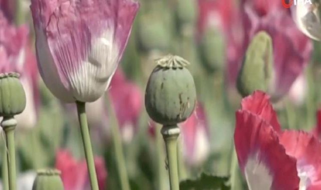 Afganistan'da uyuşturucu ekimi ve üretimi neredeyse sıfıra indi