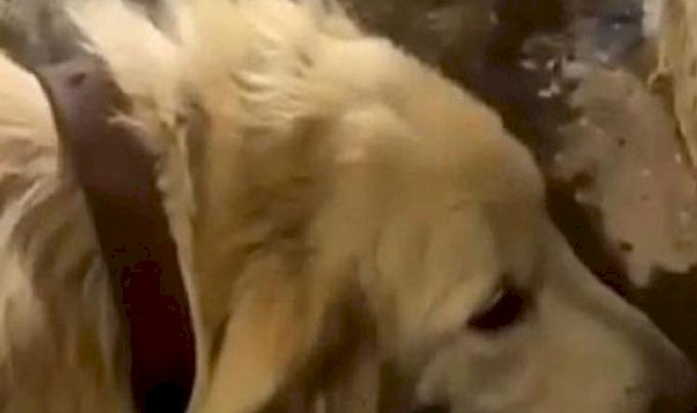 Ankara’da köpeği döverek öldüren sanığa 5 ay hapis