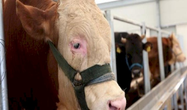 Bitlis'te şarbon hastalığı tespit edildi