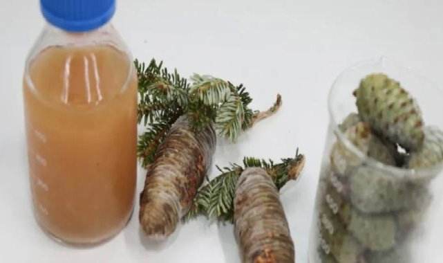 BTÜ’lü akademisyenler kozalak şuruplarının içeriğini araştıracak 