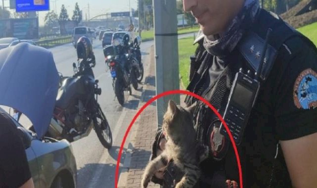 Bursa'da trafiği birbirine katan kediyi polisler kurtardı