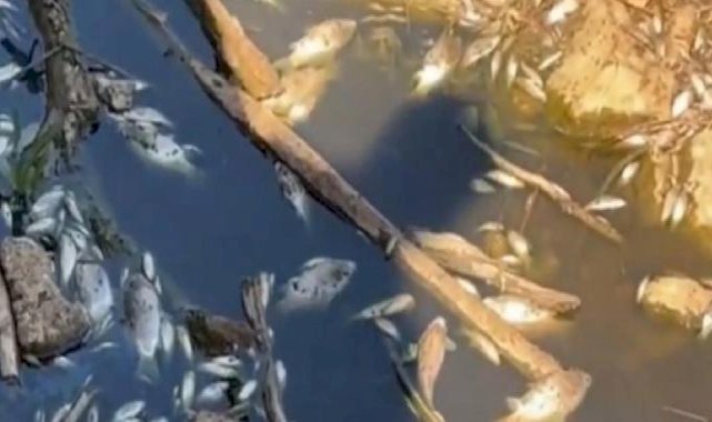 CHP Manisa Milletvekilinden 'balık ölümleri' açıklaması: Gediz bitmiş durumda