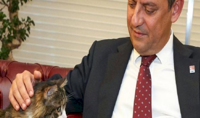 CHP'nin kedisi Şero hayatını kaybetti