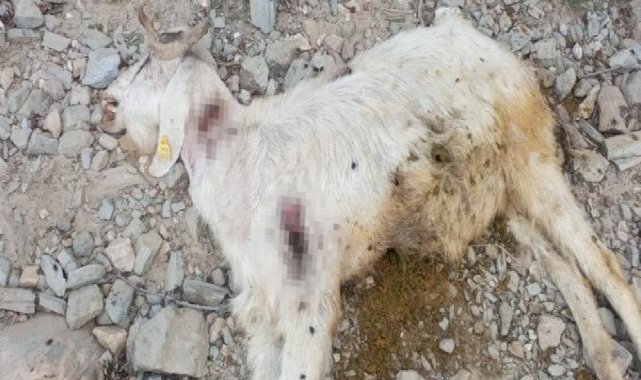 Denizli'de keçilerini kurşunladılar: Resmen katliam yapmışlar